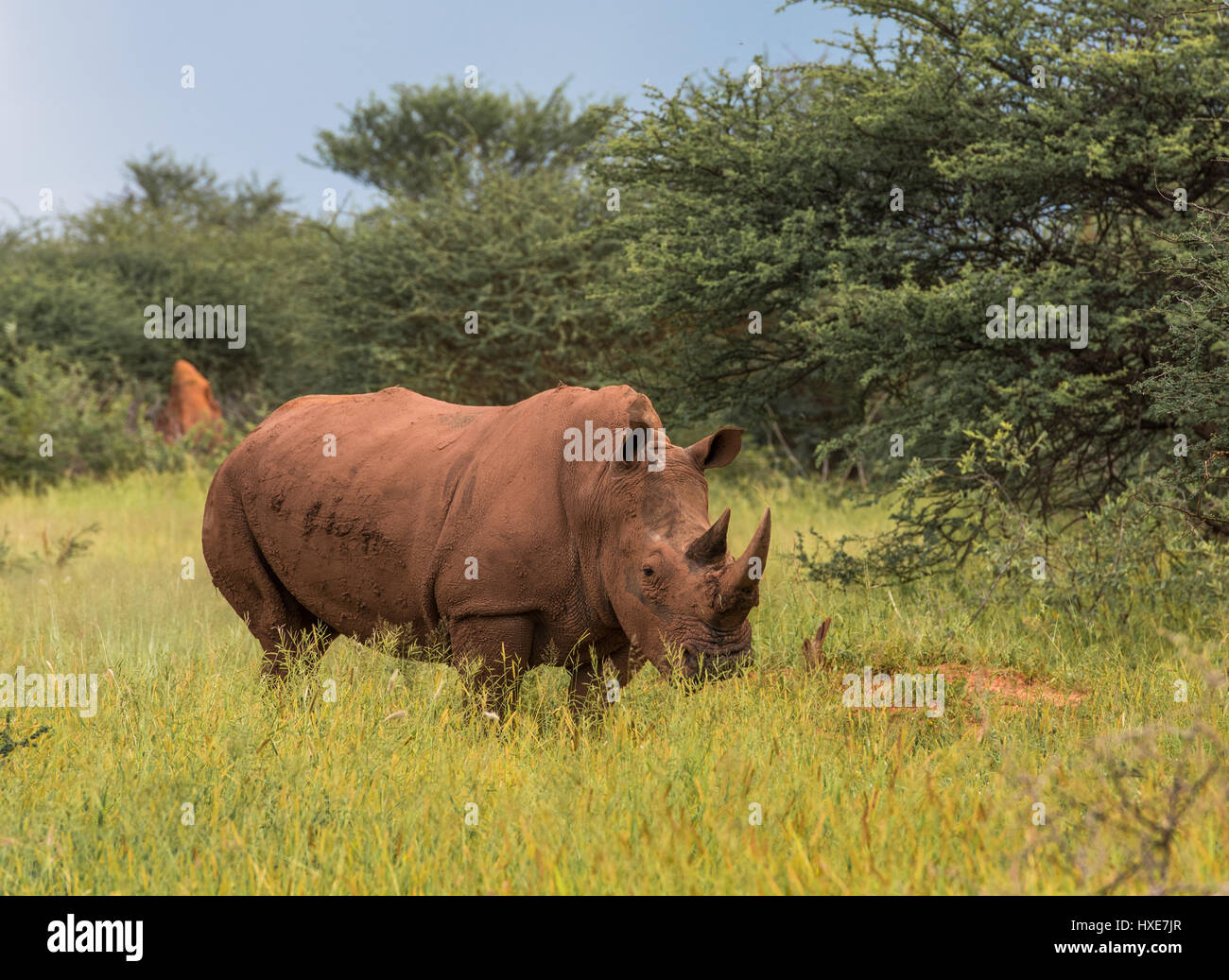 White rhino, Waterberg Plateau National Park, Namibia Stock Photo