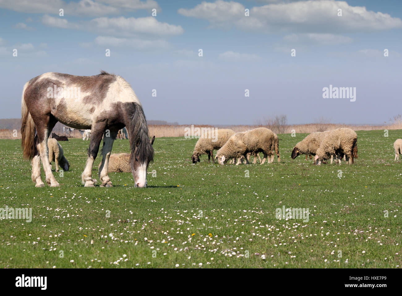 horse and sheep on pasture farm animals Stock Photo - Alamy