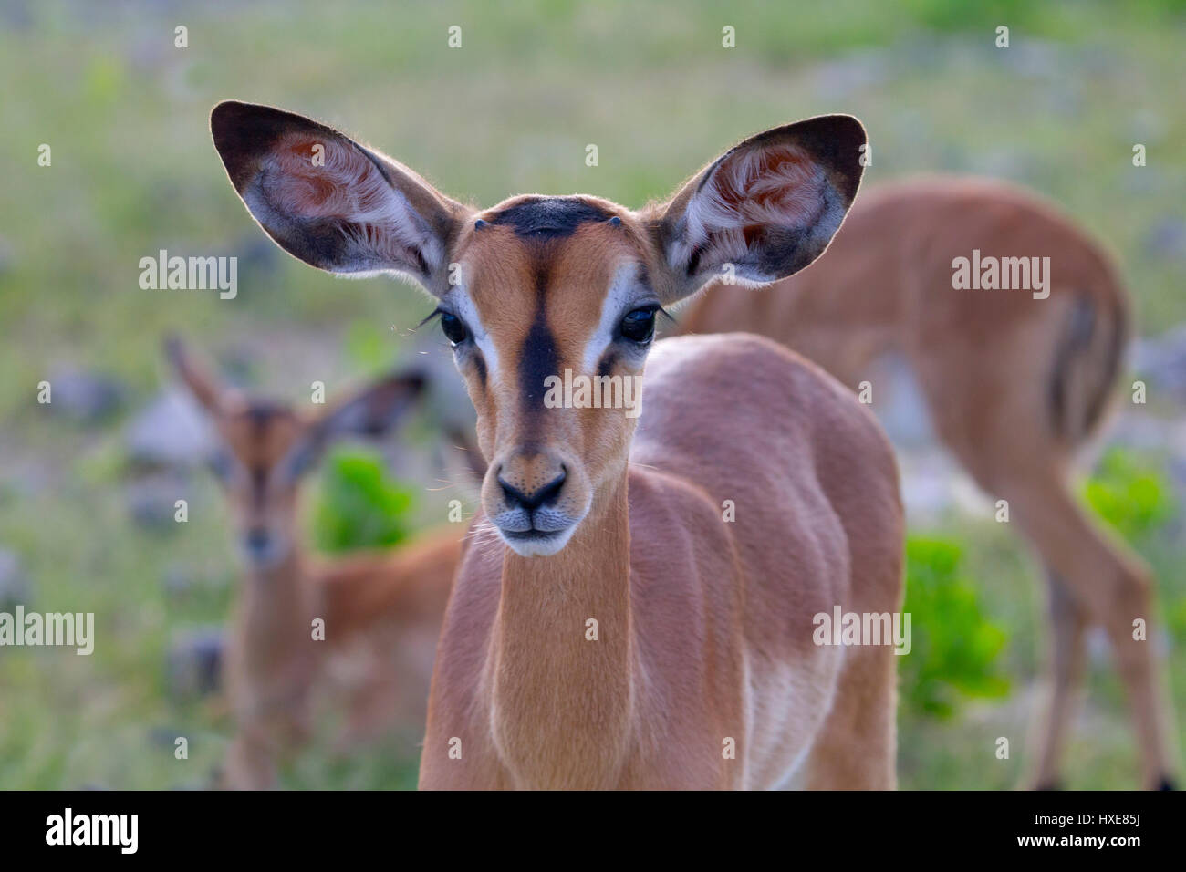 Black-faced Impala Aepyceros melampus sub species of Common Impala Namibia southern Africa Stock Photo