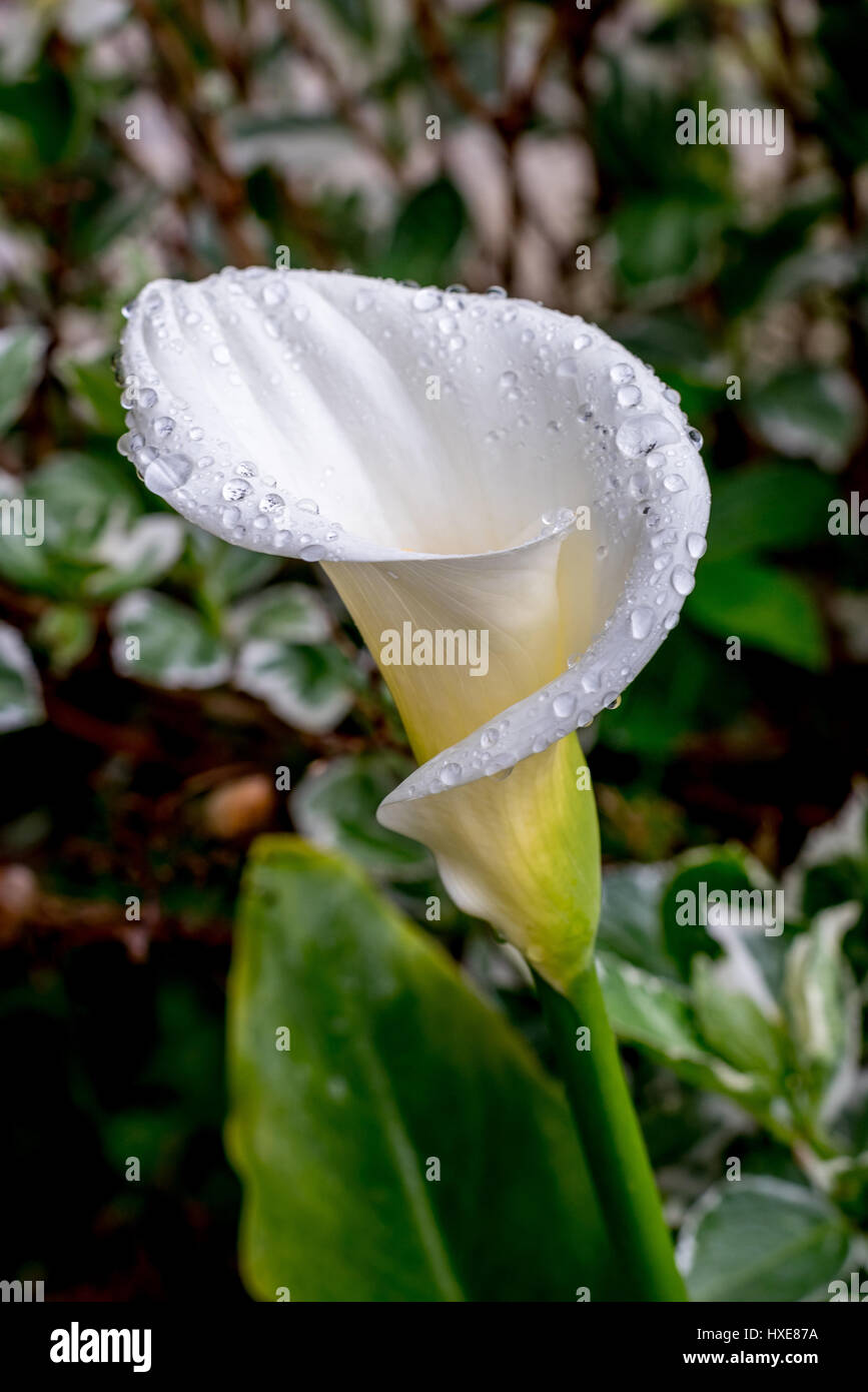 Stock photo of single white calla lily with rain drops / dew drops viewed from side in garden with soft focus background of green leaves in garden Stock Photo