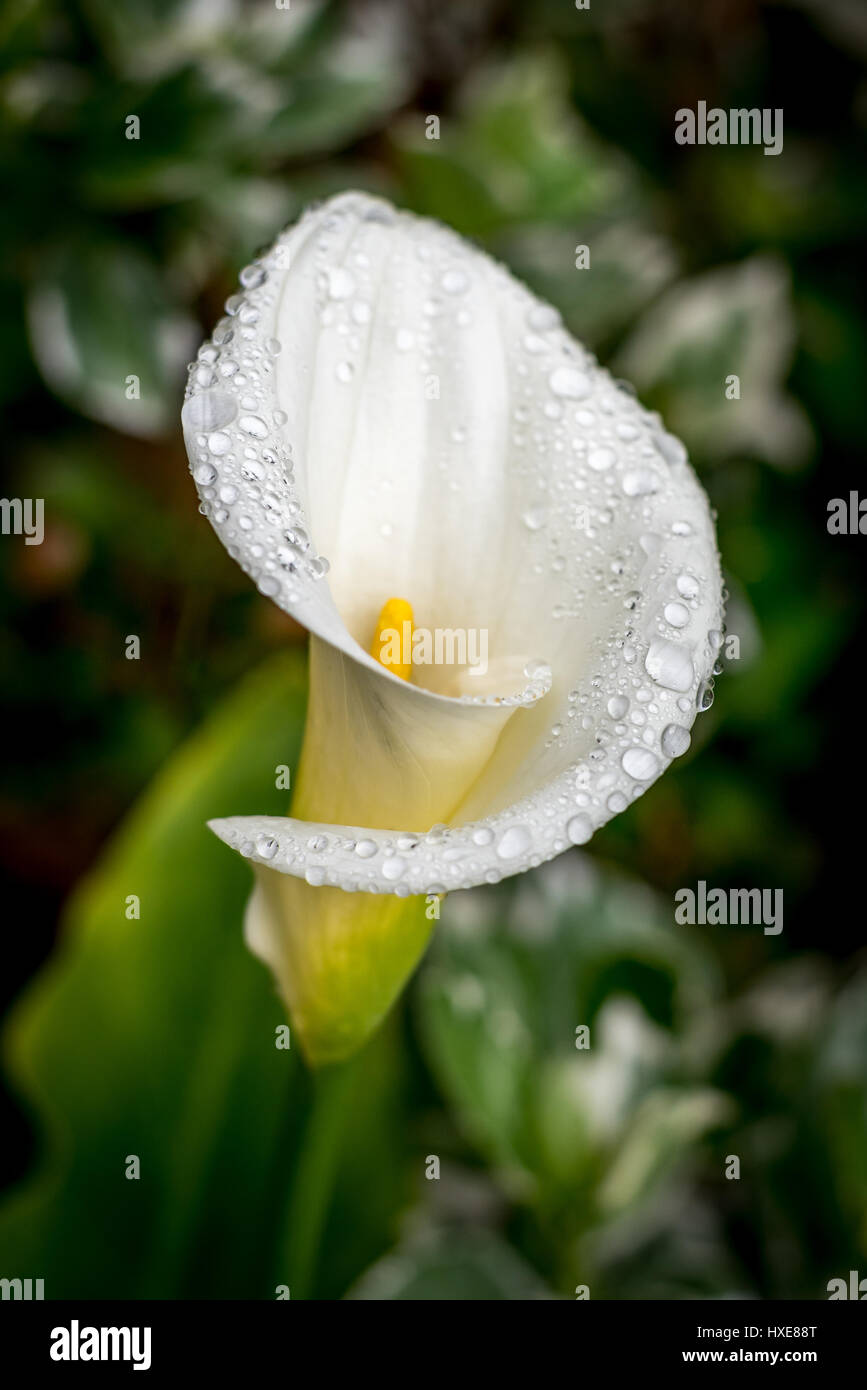 stock photo of white calla lily with rain drops (water droplets) side view in garden in rain with soft focus green leaves in blurred background. Stock Photo