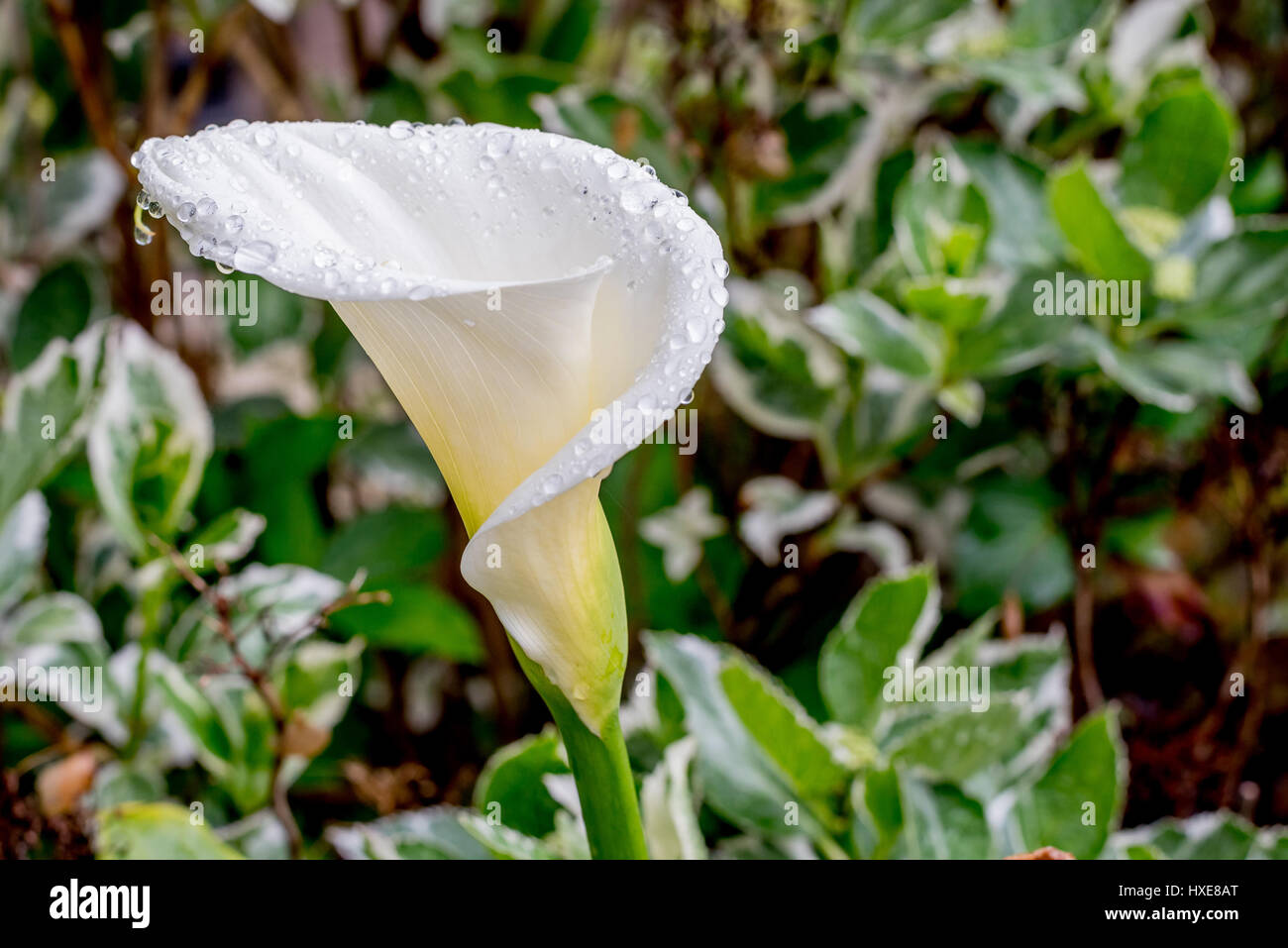 Hummingbird And Calla Lily Flowers Night Light