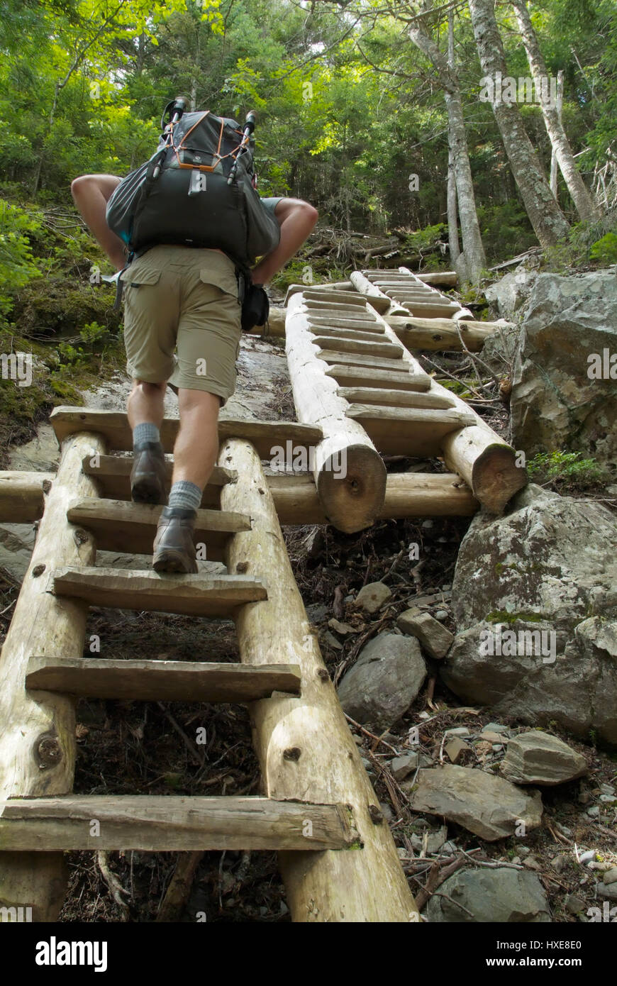 Trail ladders along the Willey Range Trail in the White Mountain