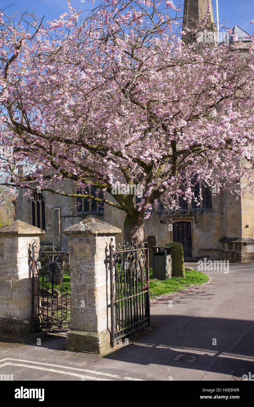 Pink Cherry Blossom Church Stock Photos Pink Cherry Blossom