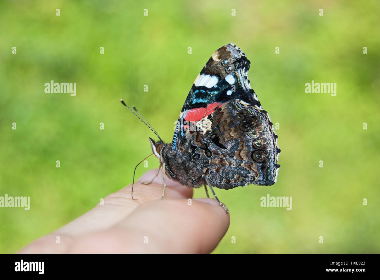 Red admiral (Vanessa atalanta) sitting trustingly on the fingers of a person and sucking minerals with its proboscis. Stock Photo