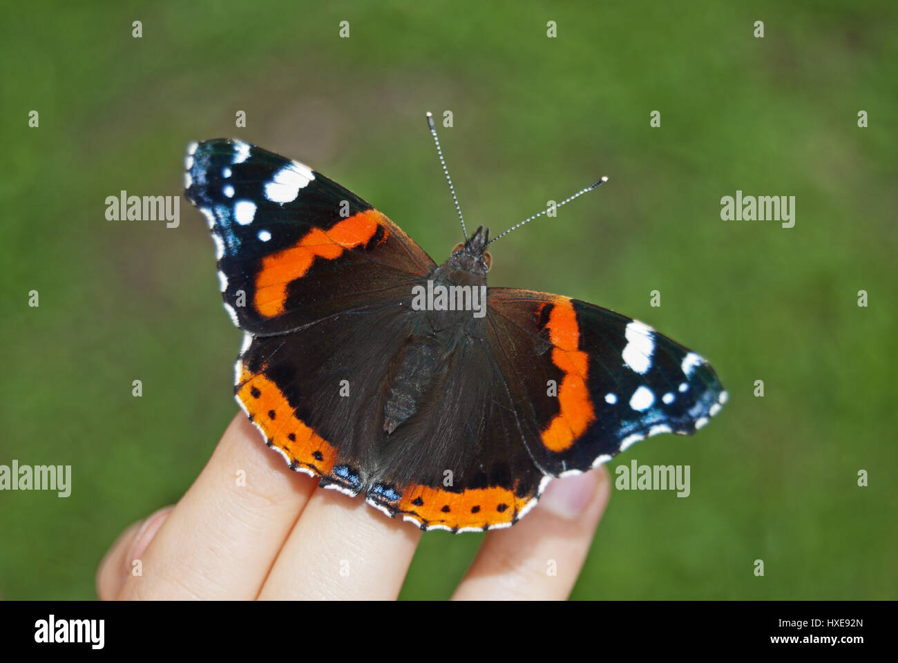 Red admiral (Vanessa atalanta) dorsal view sitting trustingly on the hand of a person spreading its wings. Stock Photo