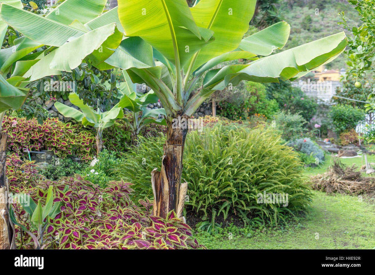 banana tree in a garden Stock Photo