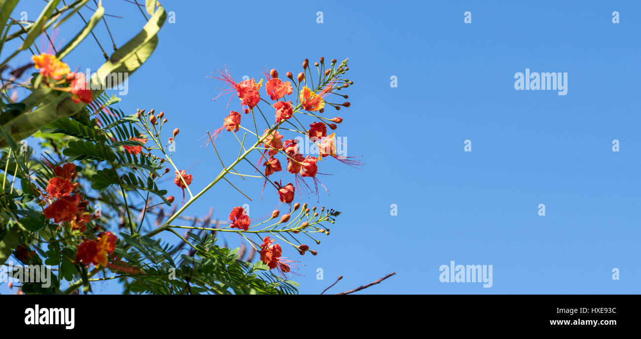 Detail of a flowering flame tree Stock Photo
