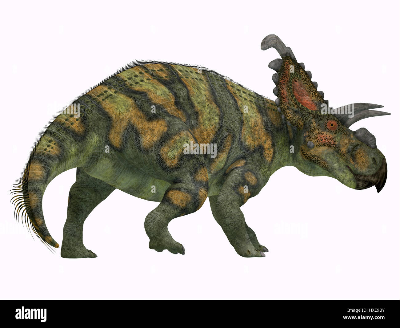 Albertaceratops was a herbivorous Ceratopsian dinosaur that lived in Alberta, Canada in the Cretaceous Period. Stock Photo