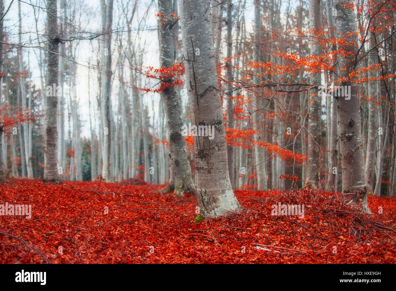 Red carpet of leaves hi-res stock photography and images - Alamy