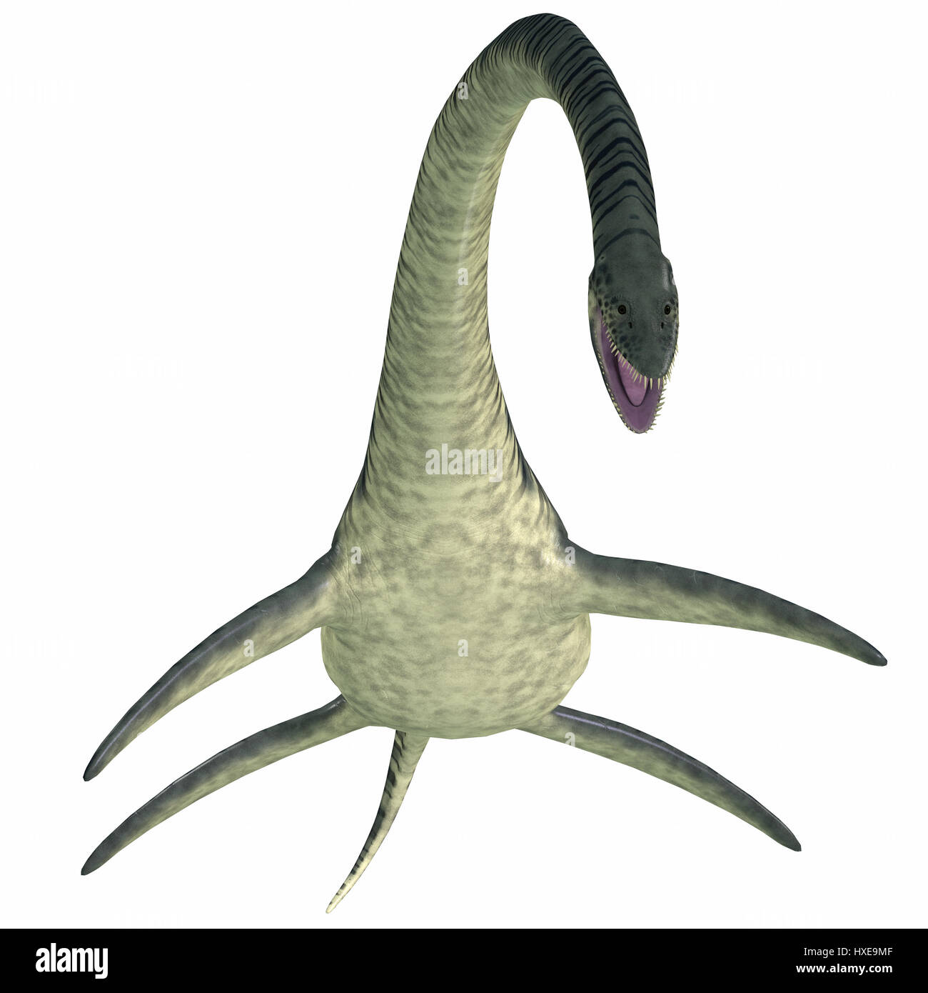 Elasmosaurus was a marine plesiosaur reptile that lived in North America seas in the Cretaceous Period. Stock Photo