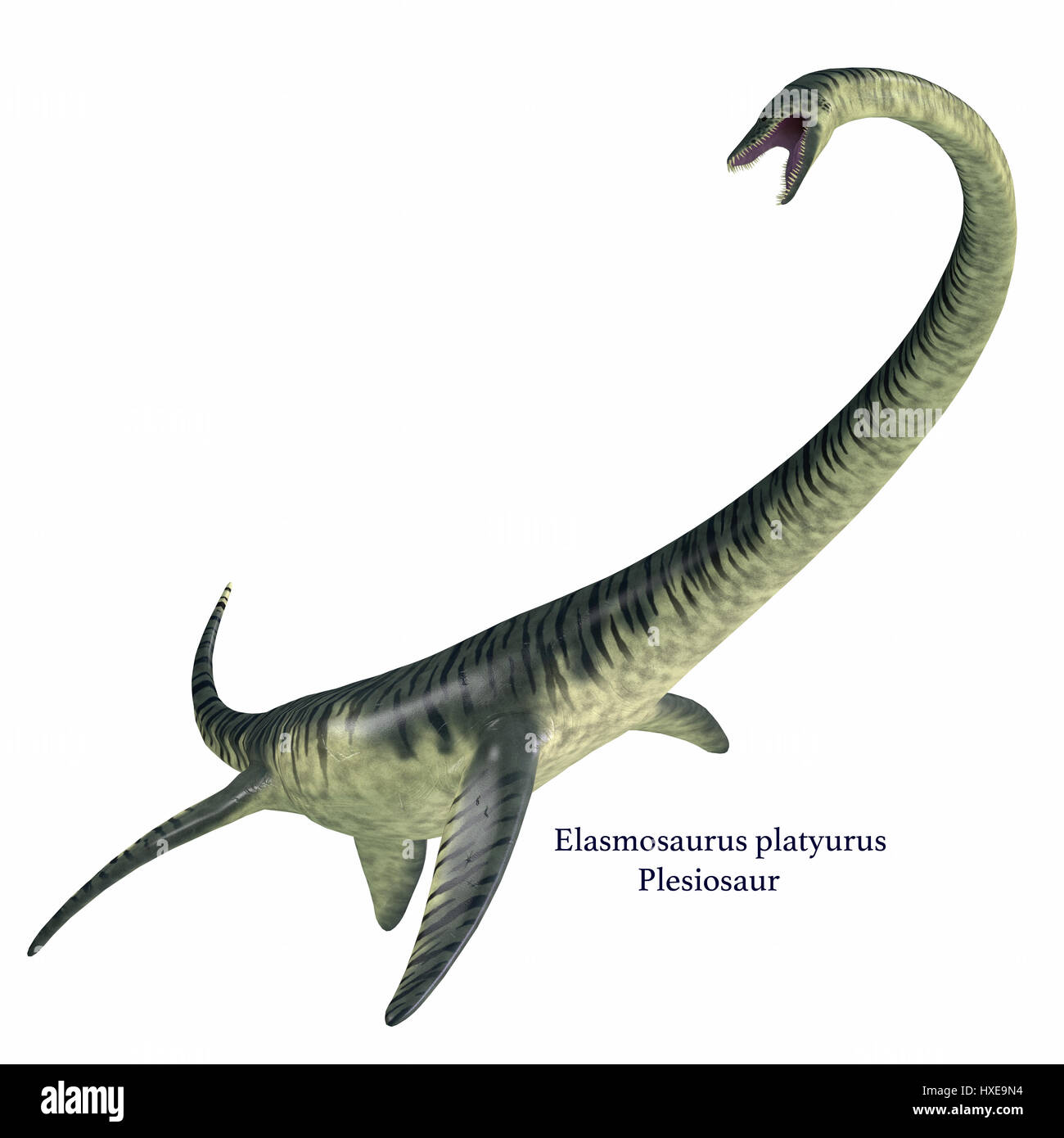Elasmosaurus was a marine plesiosaur reptile that lived in North America seas in the Cretaceous Period. Stock Photo