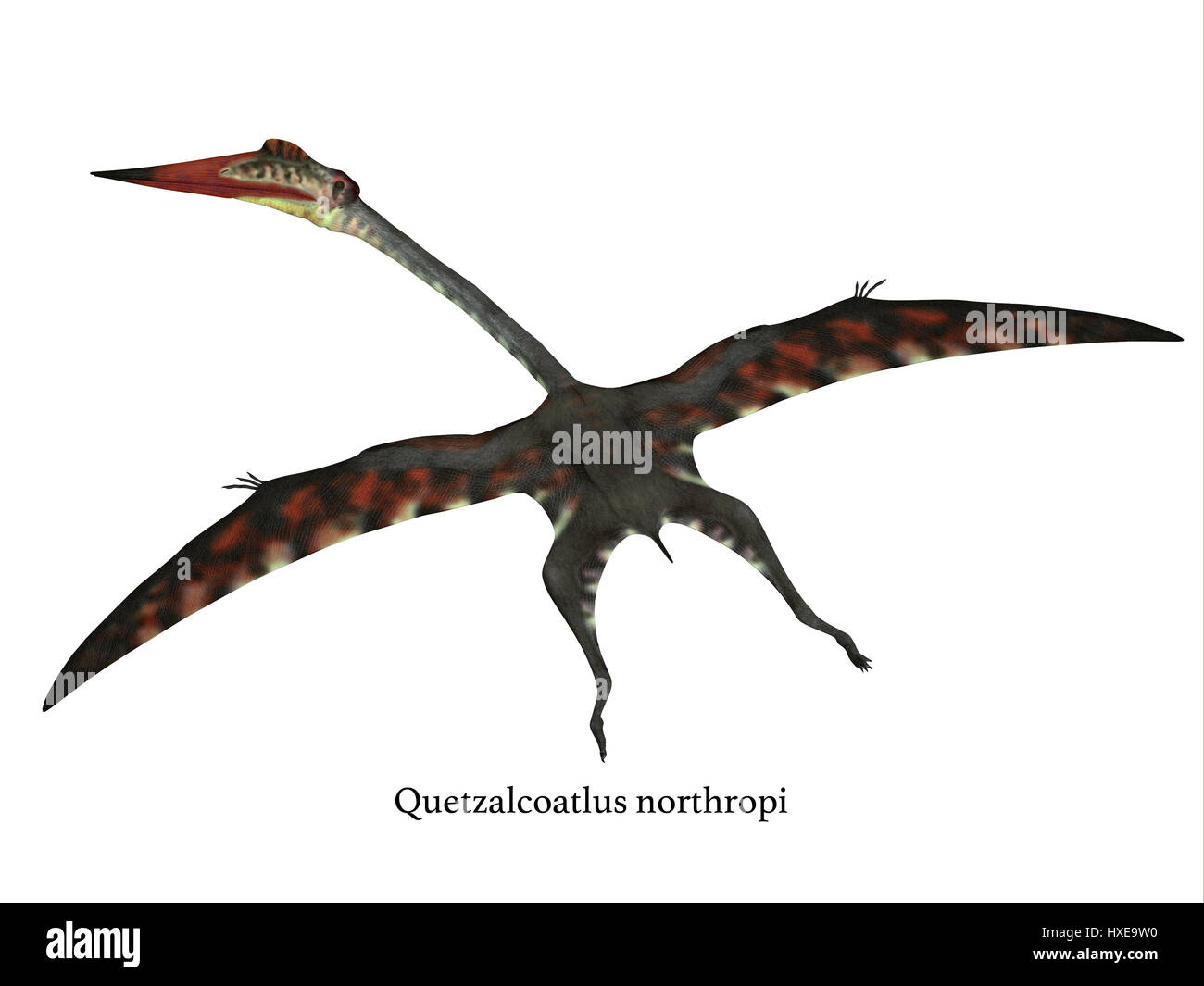 Quetzalcoatlus Northropi High Resolution Stock Photography And Images Alamy