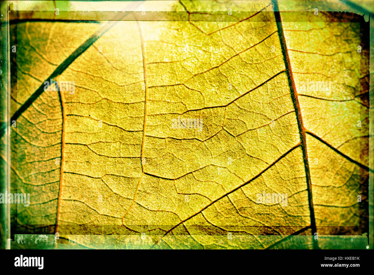 Leaf veins texture macro background Stock Photo - Alamy