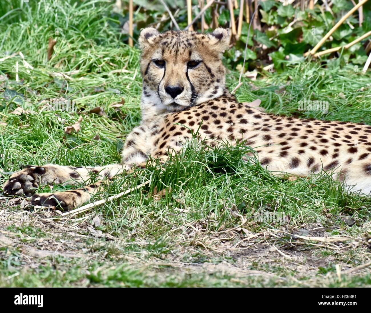 Cheetah (Acinonyx jubatus Stock Photo Alamy