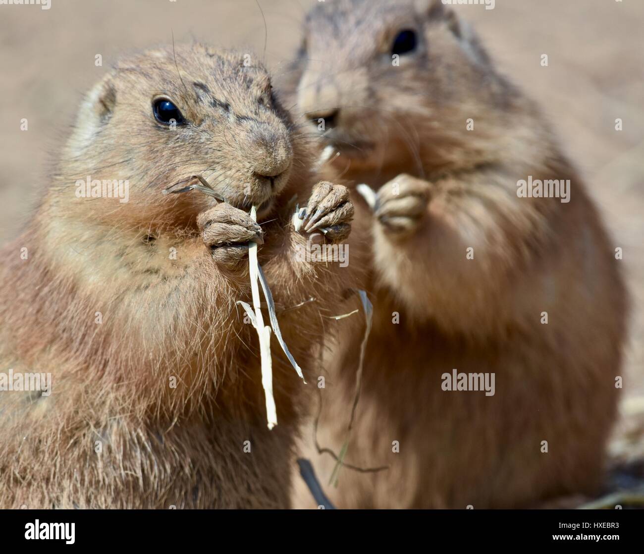 Blacktailed prairie dog Stock Photo Alamy