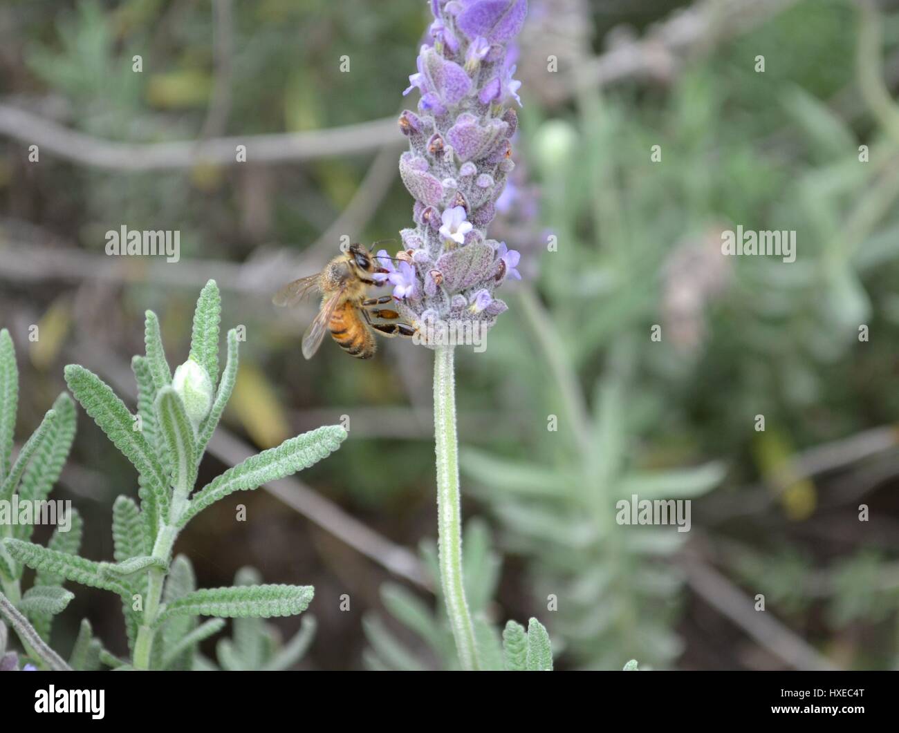 Single bee collecting nectar pollen from blooming lavender flowers Stock Photo