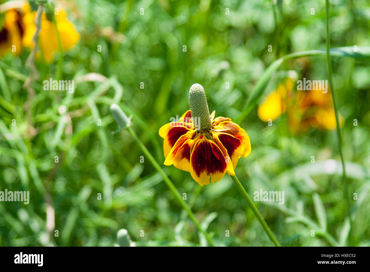 Close up of Texas wildflower known as Mexican Hat Stock Photo
