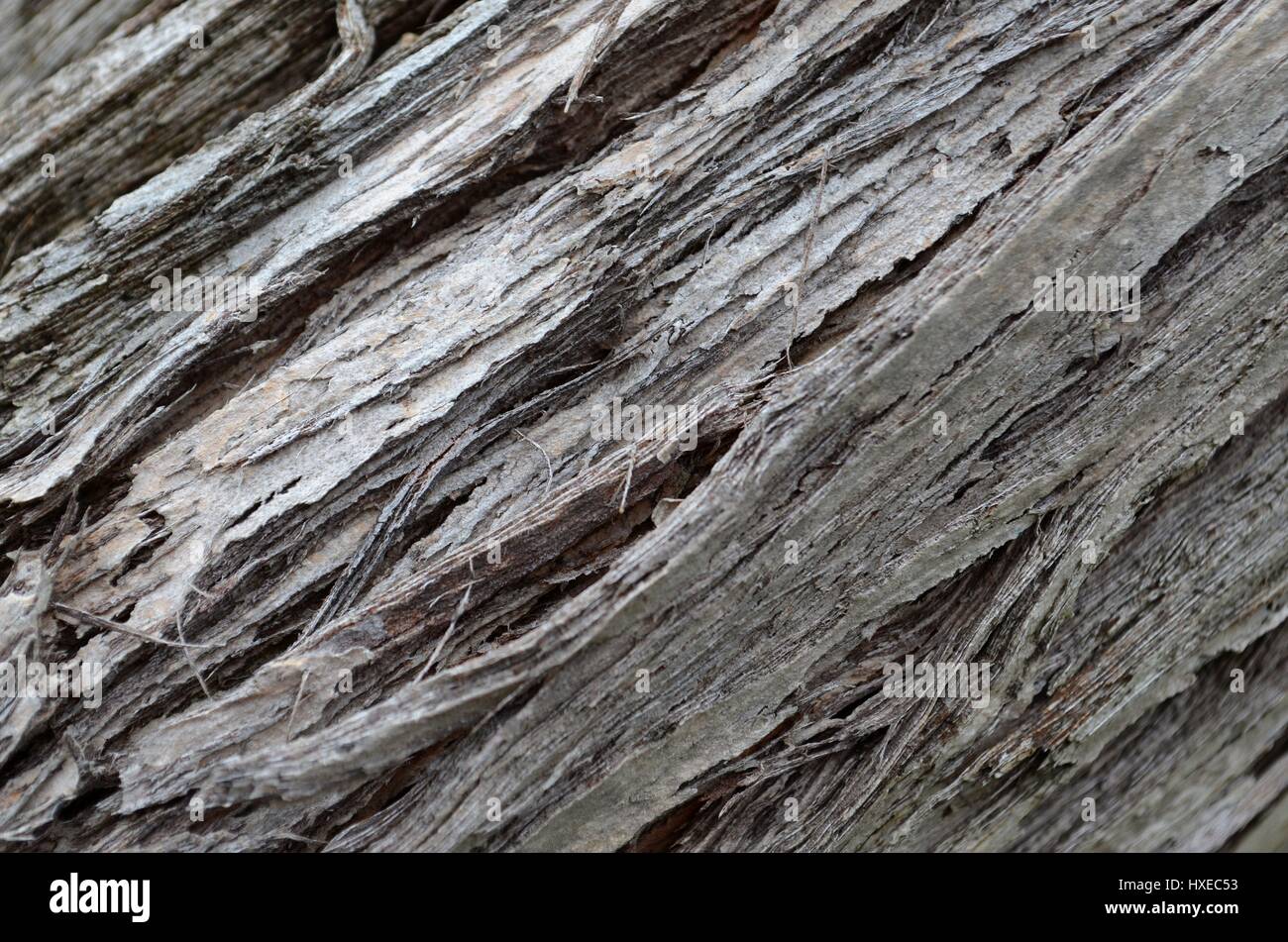 Expanding tree hires stock photography and images Alamy