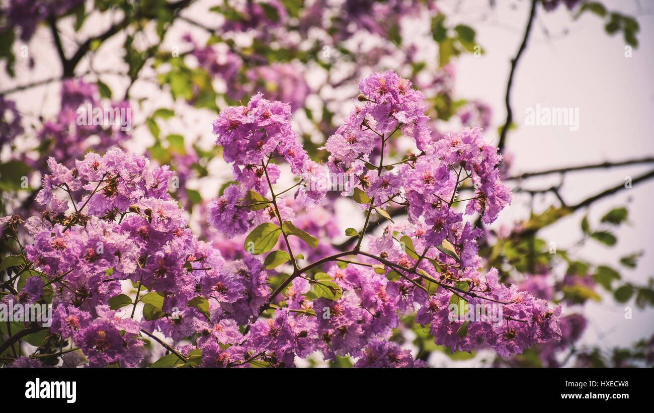 Beautiful purple flowers in the garden Stock Photo - Alamy