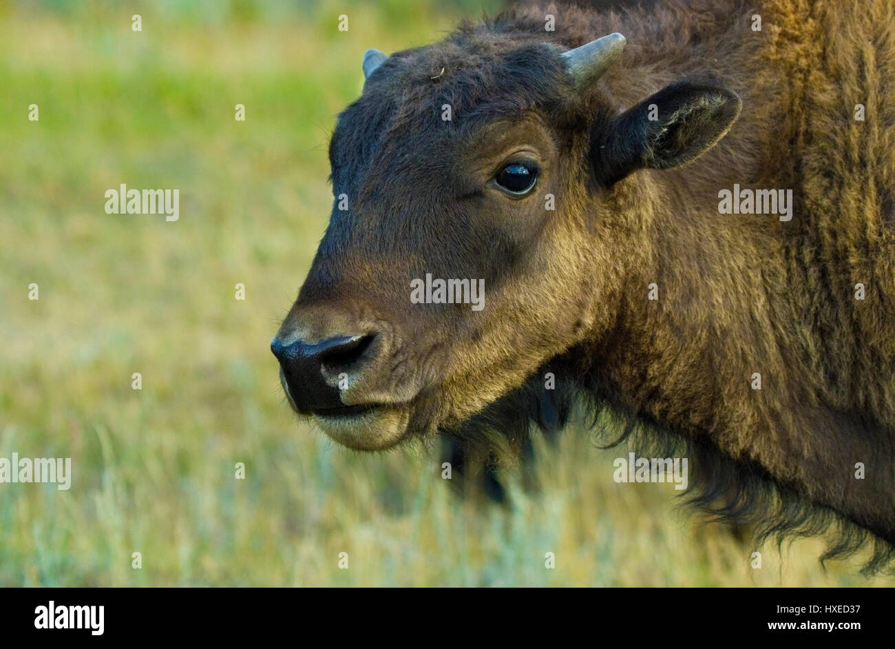Buffalo Calf Portrait Stock Photo