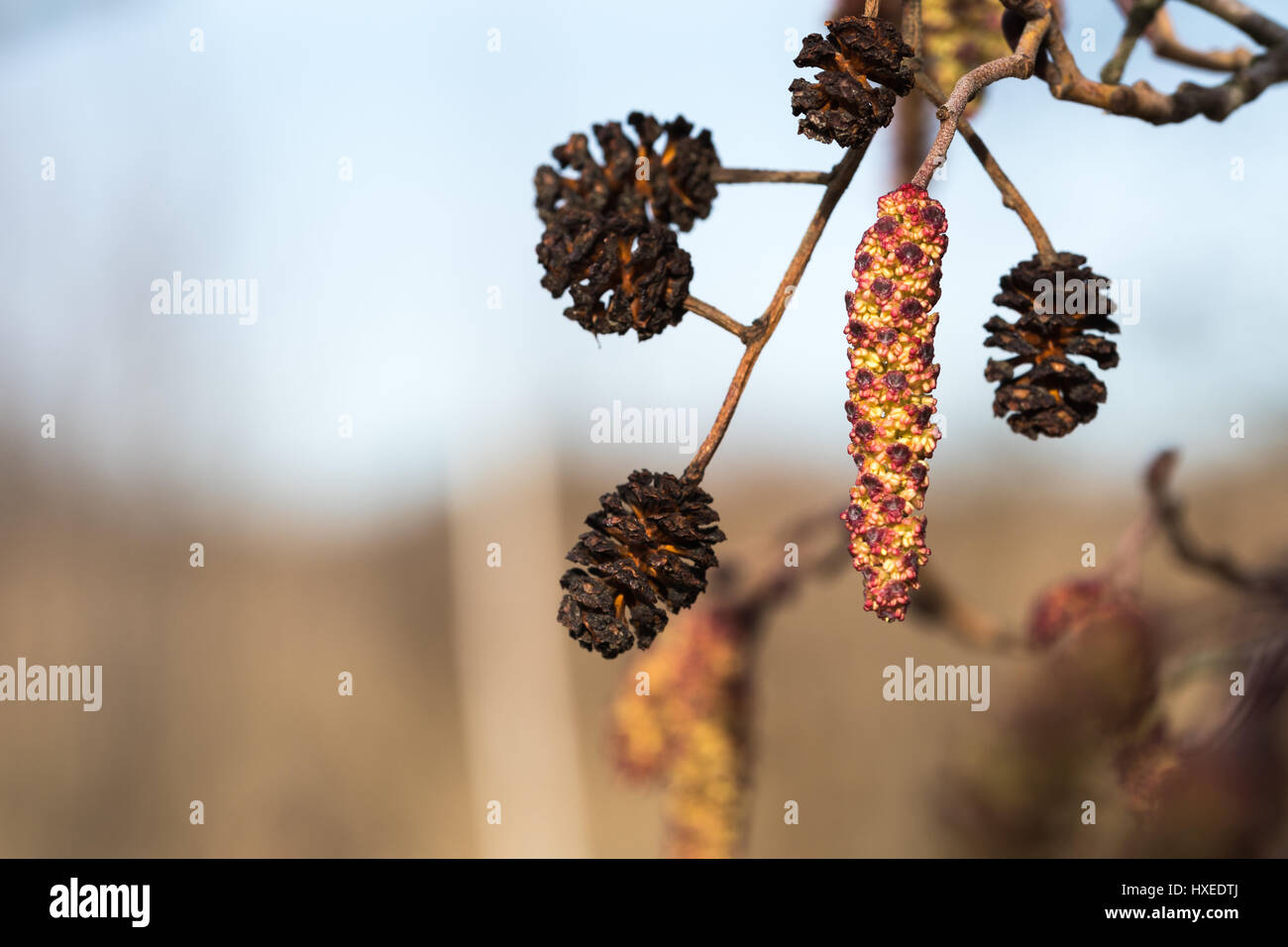 Closeup of hanging alder tree cones and catkin Stock Photo
