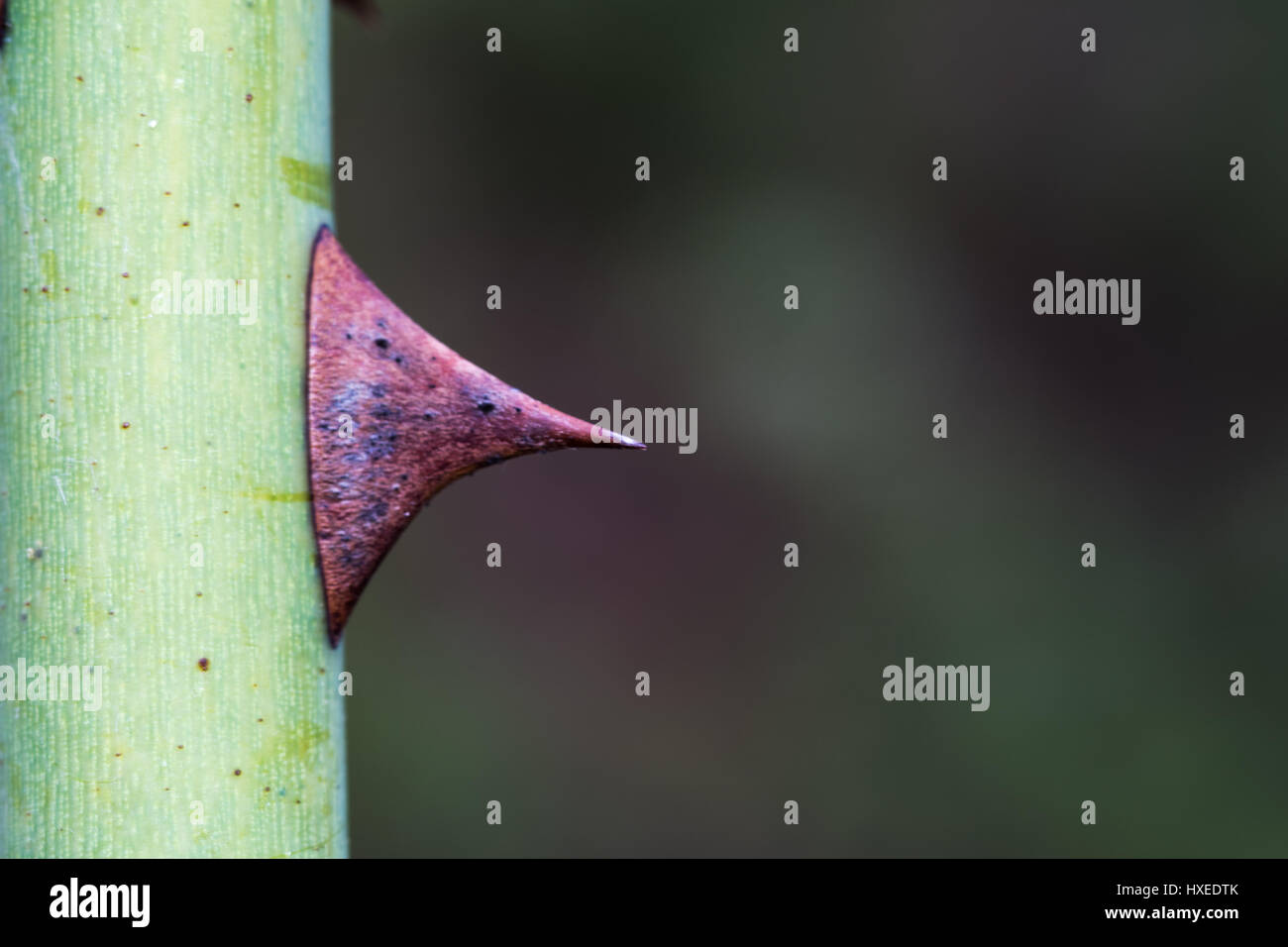 Closeup of a wild rose stem with a spiky thorn Stock Photo