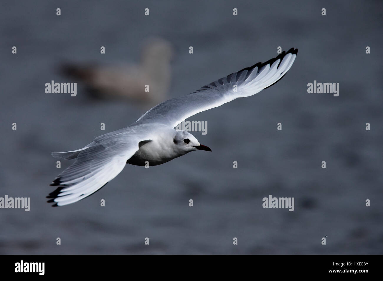 Bonaparte's Gull, (Larus philadelphia), first winter in flight, Helston Boating Lake, Cornwall