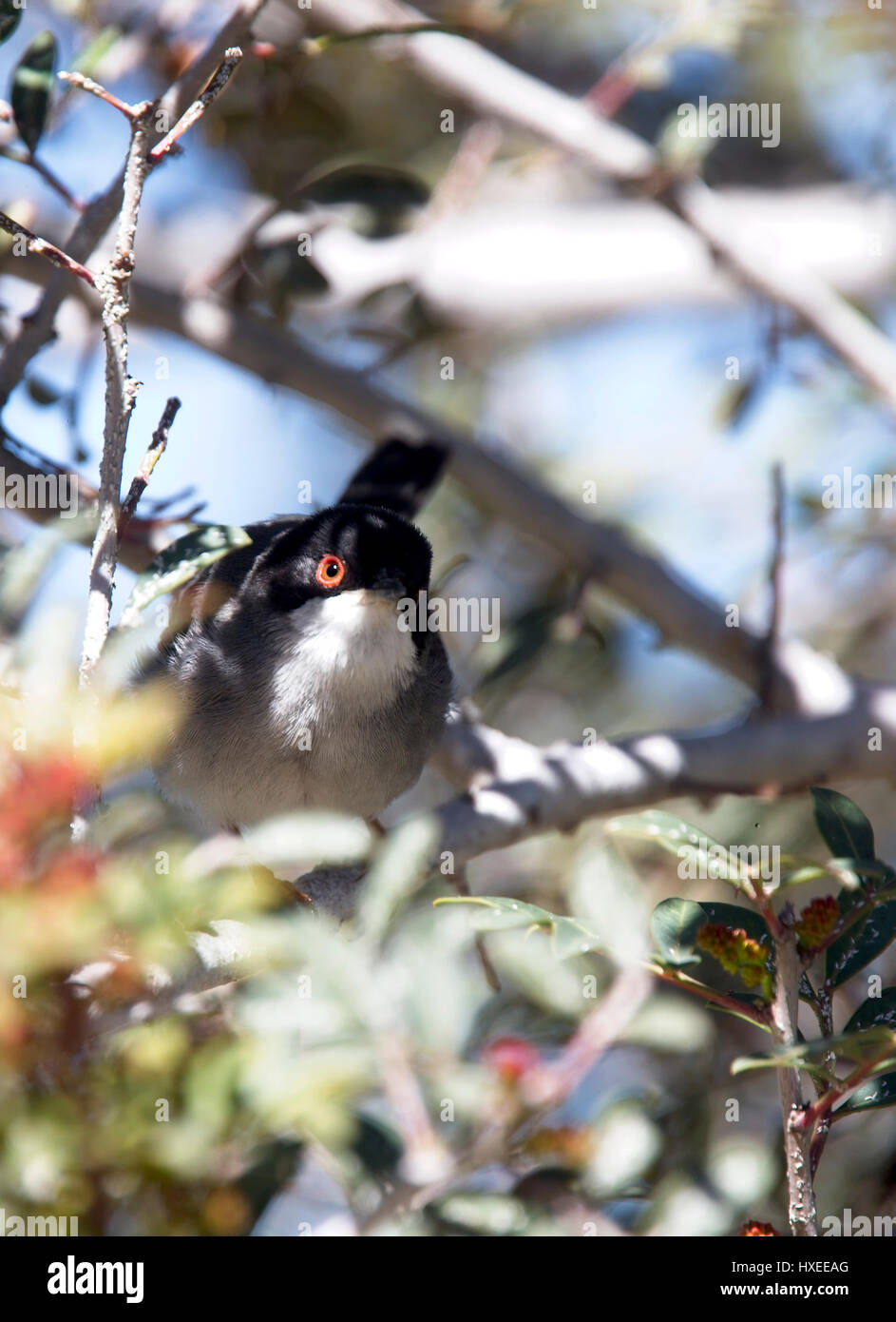 Sardinian Warbler, (Sylvia melanocephala), male, Akamas Peninsula, Cyprus. Stock Photo