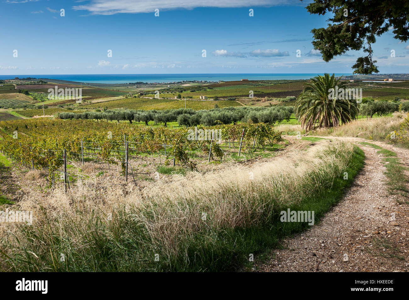 Vineyards overlooking the sea in the province of Trapani in Sicily, italy Stock Photo