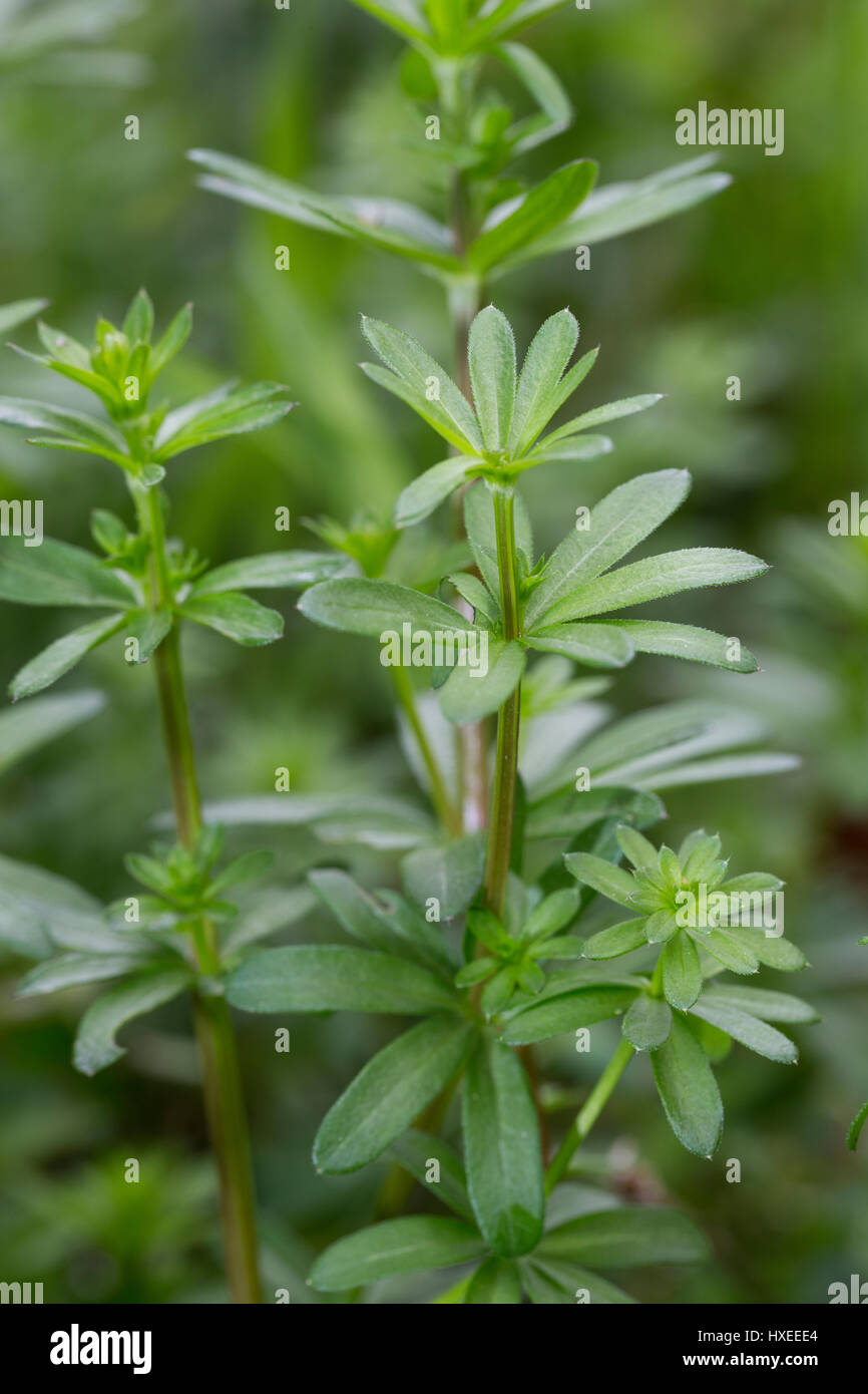 Kleinblütiges Wiesen-Labkraut, Wiesenlabkraut, Blatt, Blätter vor der Blüte, Gemeines Labkraut, Klein-Wiesen-Labkraut, Galium mollugo, Hedge bedstraw, Stock Photo