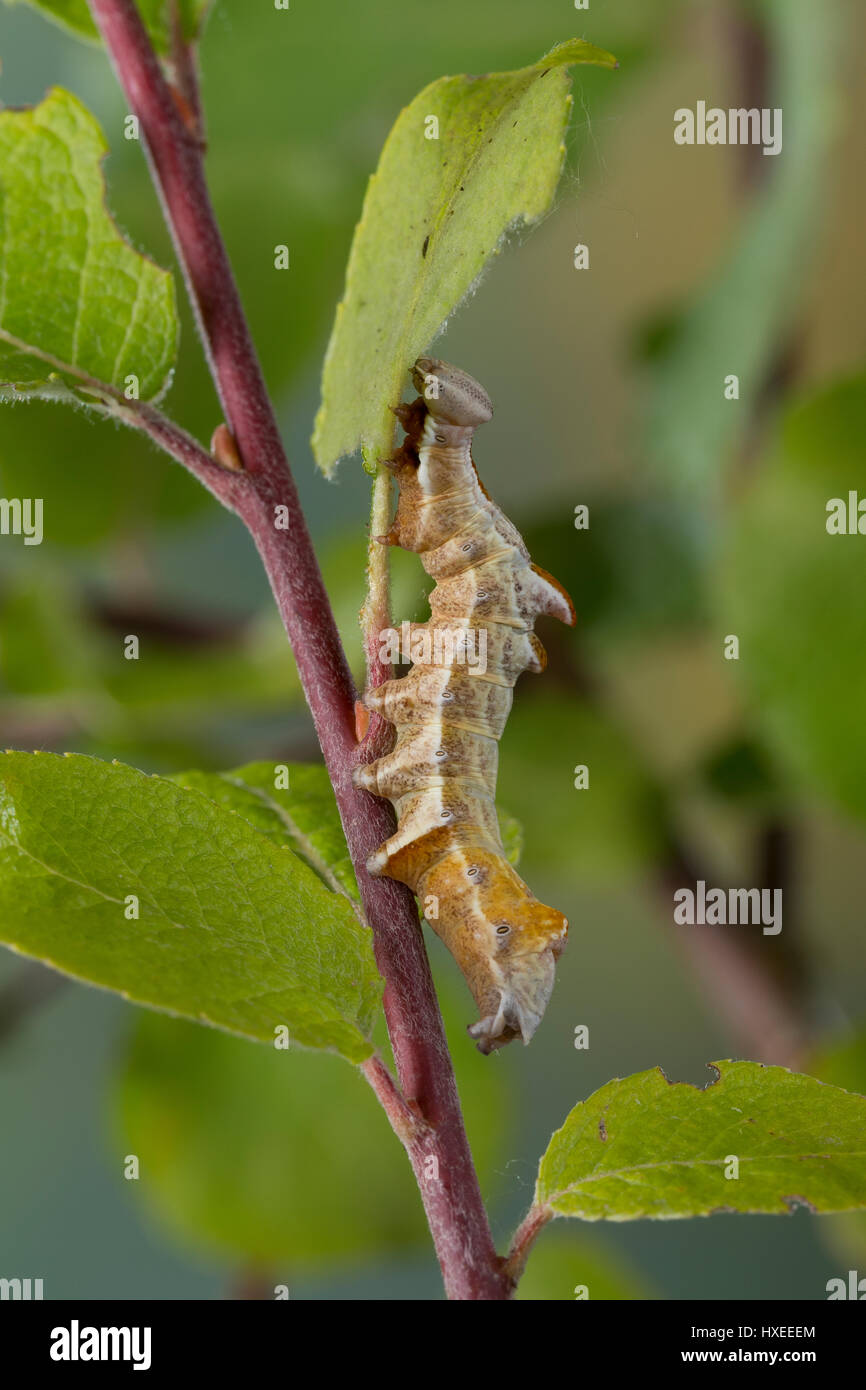 Zickzackspinner, Zickzack-Spinner, Raupe frisst an Weide, Notodontia ziczac, Eligmodonta ziczac, pebble prominent, caterpillar, Le Bois veiné, Chenill Stock Photo