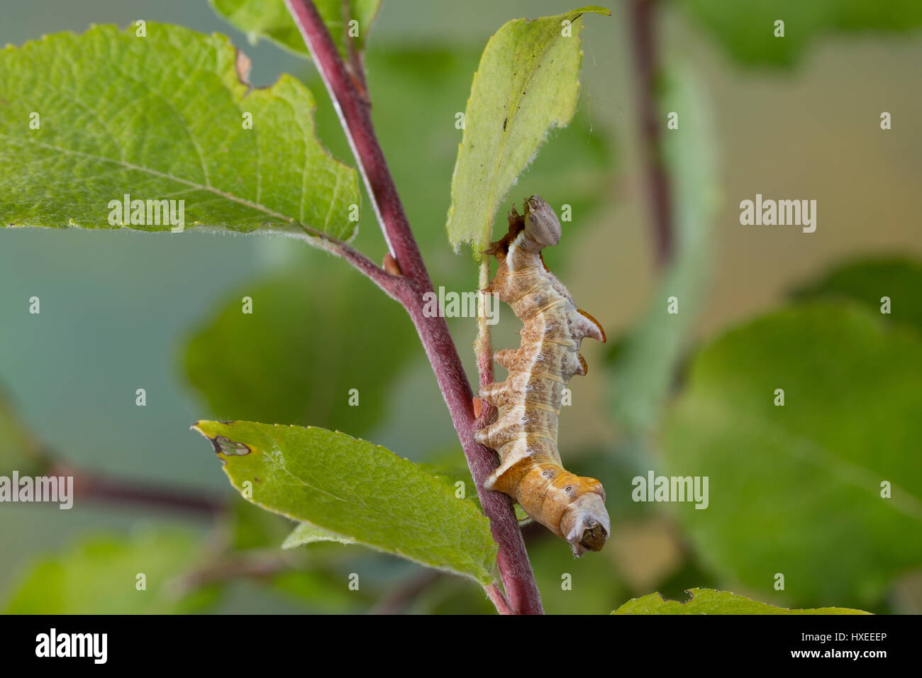 Zickzackspinner, Zickzack-Spinner, Raupe frisst an Weide, Notodontia ziczac, Eligmodonta ziczac, pebble prominent, caterpillar, Le Bois veiné, Chenill Stock Photo