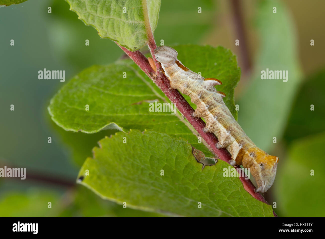 Zickzackspinner, Zickzack-Spinner, Raupe frisst an Weide, Notodontia ziczac, Eligmodonta ziczac, pebble prominent, caterpillar, Le Bois veiné, Chenill Stock Photo