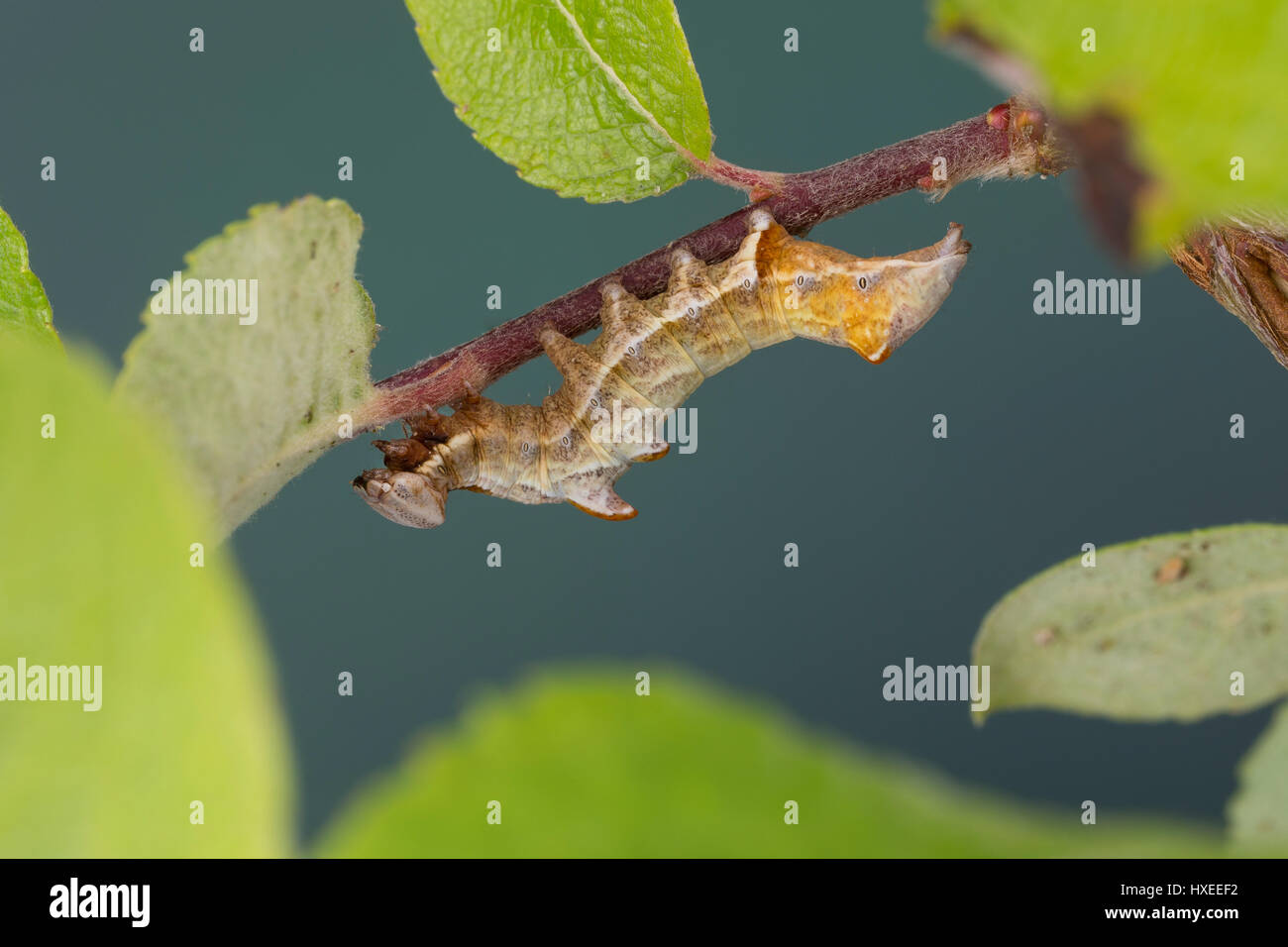 Zickzackspinner, Zickzack-Spinner, Raupe frisst an Weide, Notodontia ziczac, Eligmodonta ziczac, pebble prominent, caterpillar, Le Bois veiné, Chenill Stock Photo