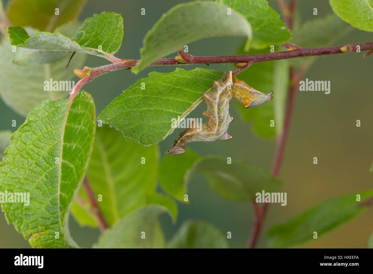 Zickzackspinner, Zickzack-Spinner, Raupe frisst an Weide, Notodontia ziczac, Eligmodonta ziczac, pebble prominent, caterpillar, Le Bois veiné, Chenill Stock Photo