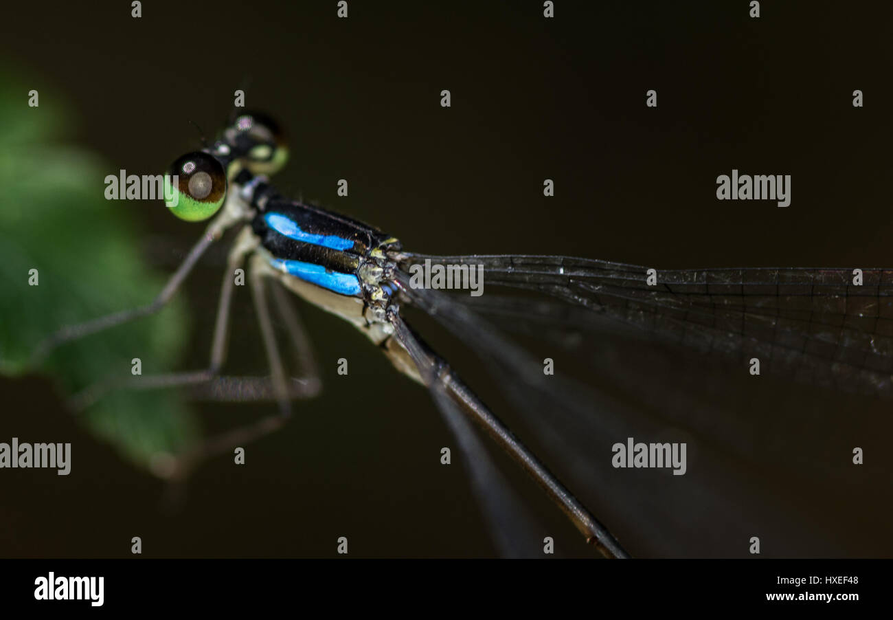 A Macro close up of the eye and body of a  black and blue bodied dragonfly. Stock Photo