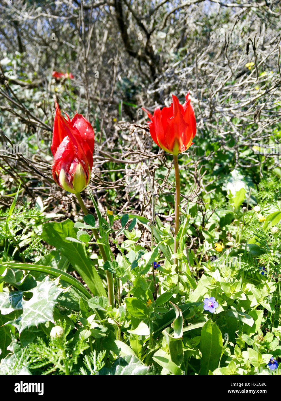 Tulipa agenensis (Mountain Tulip) red flowers in green field