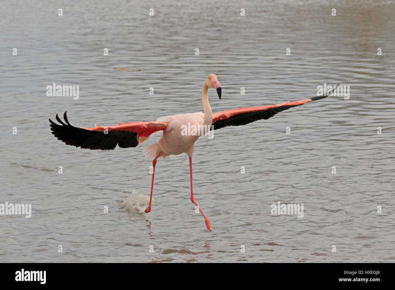 Greater Flamingo landing taken in the Camargue France Stock Photo - Alamy