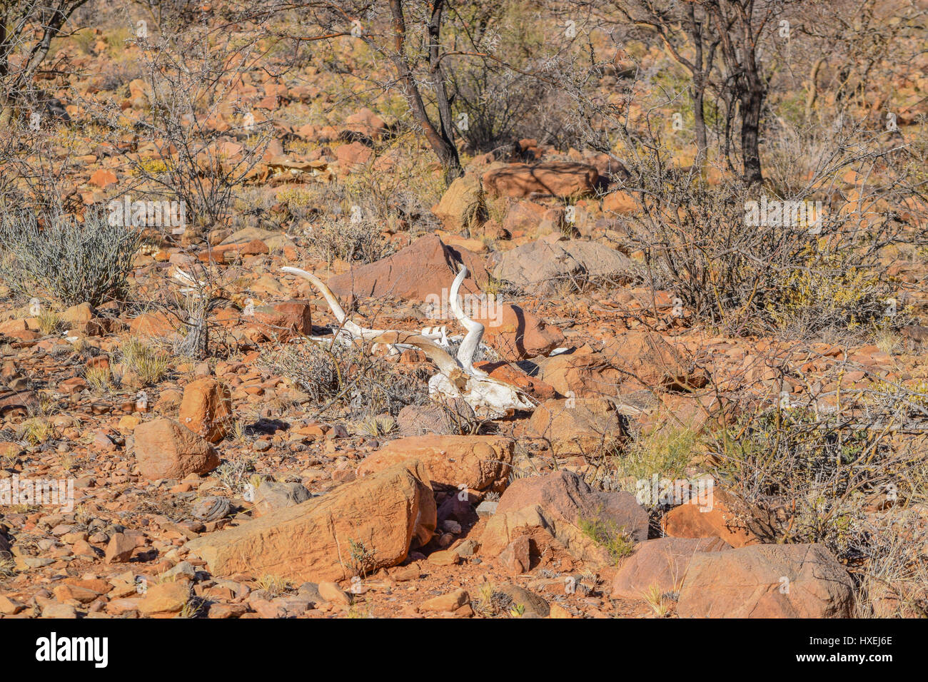 Antelope head hi-res stock photography and images - Alamy