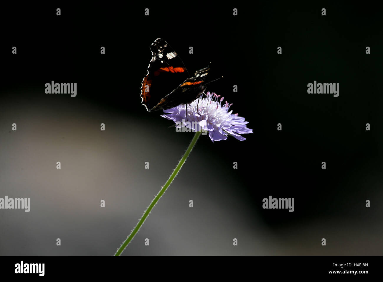 The Plain Tiger butterfly, Danaus chrysippus in Delphi Greece Stock Photo