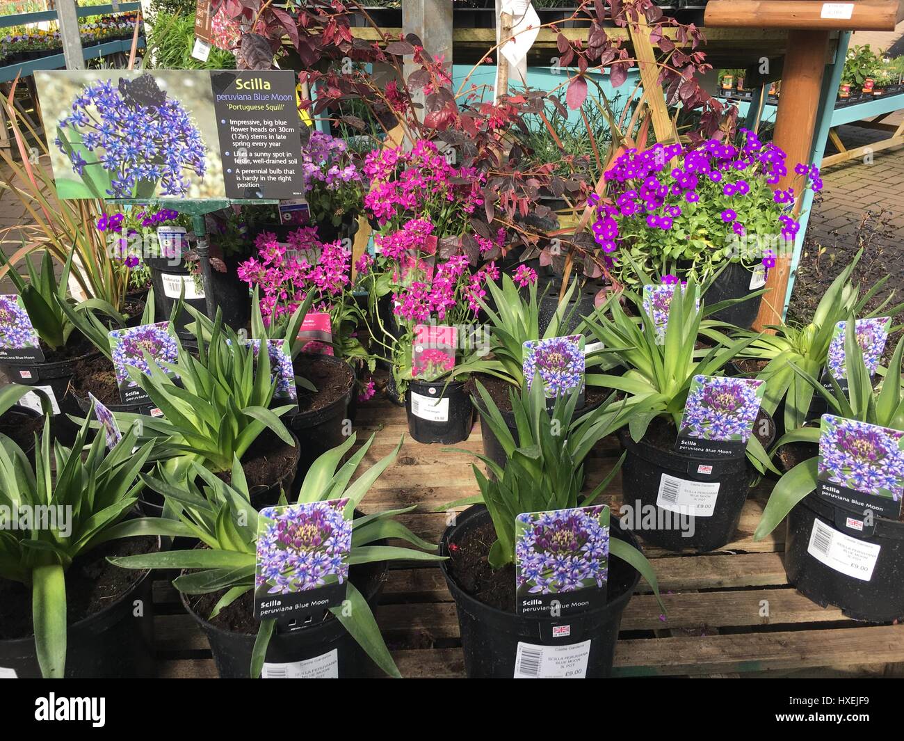 Blooms Garden Centre Stock Photos &amp; Blooms Garden Centre ...