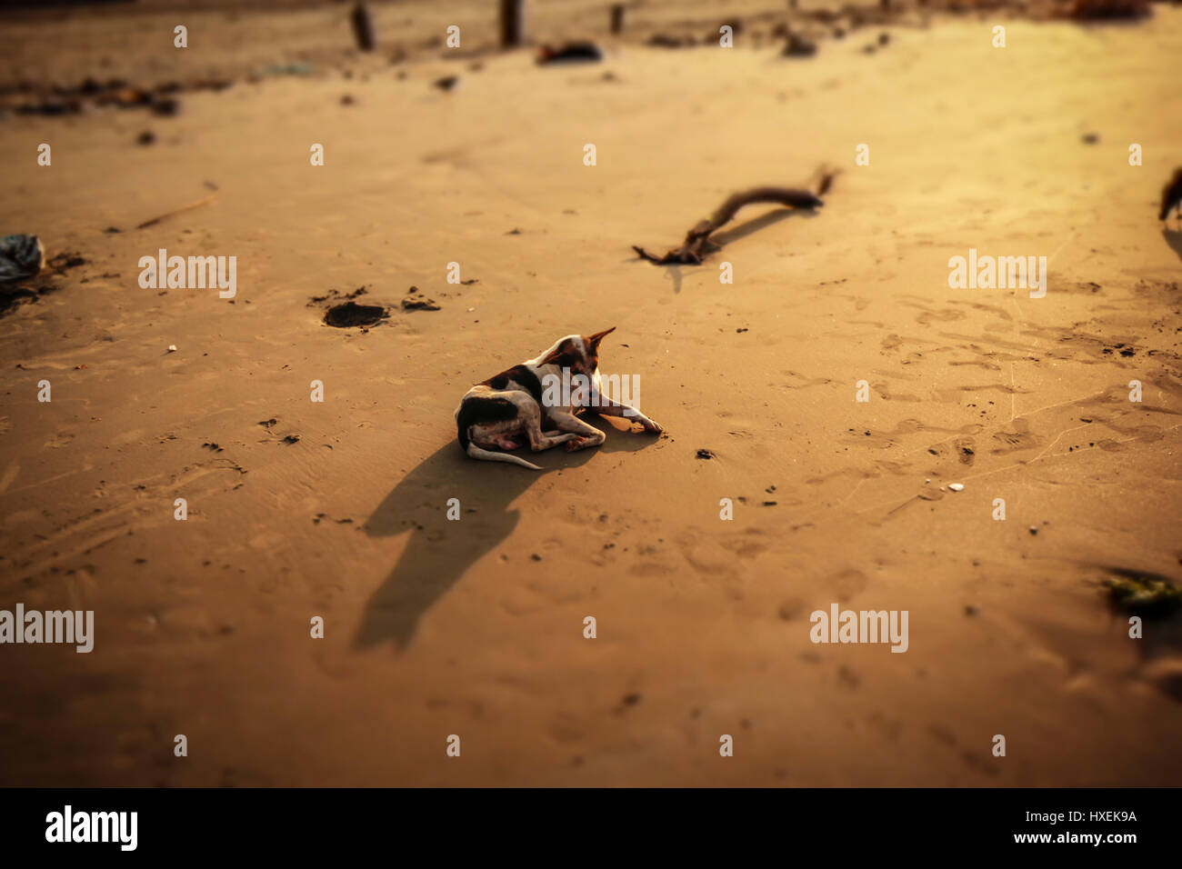 Indian feral dog resting on beach in Kerala southern India Stock Photo