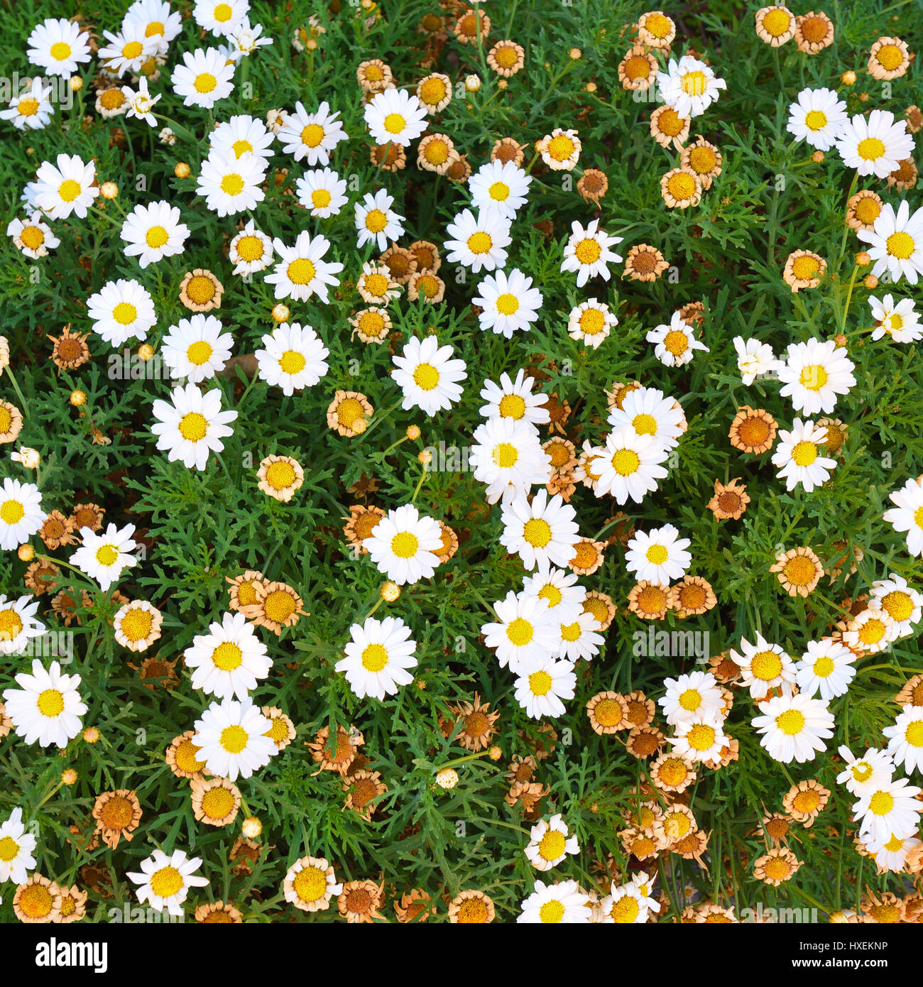 New daisy flower blossoms and old and withered daisy blossoms Stock Photo