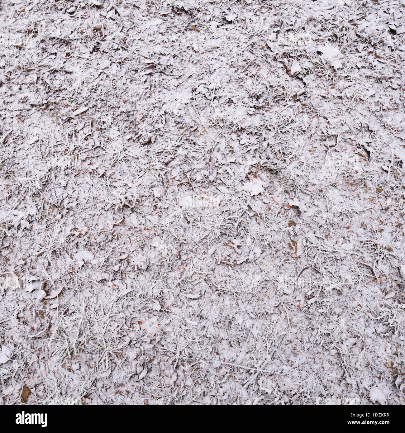 Forest ground covered in frost Stock Photo - Alamy