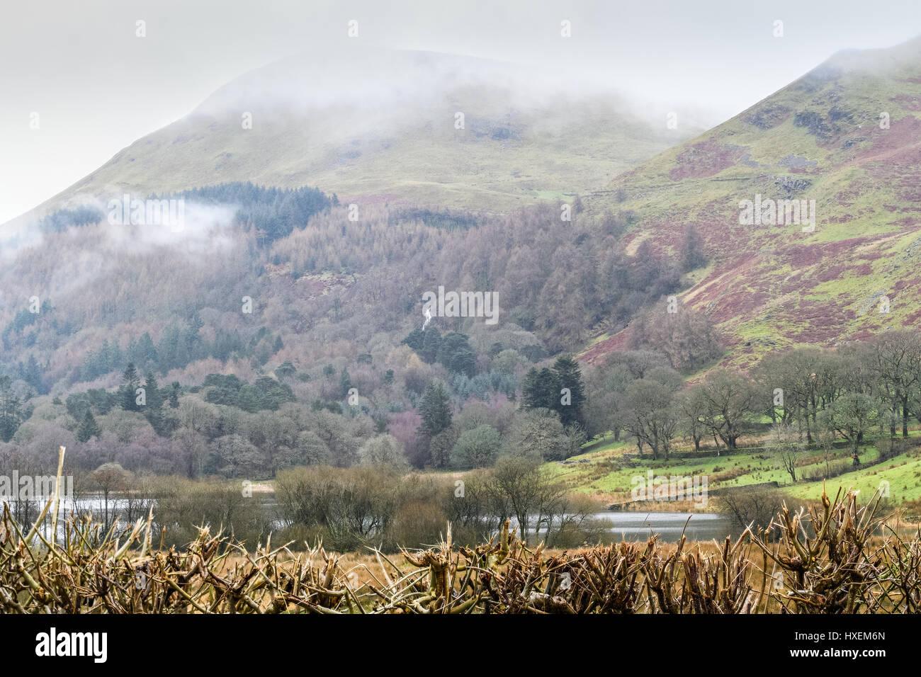 Holme Wood and Carling Knott, Loweswater, Lake District, Cumbria, England. Stock Photo