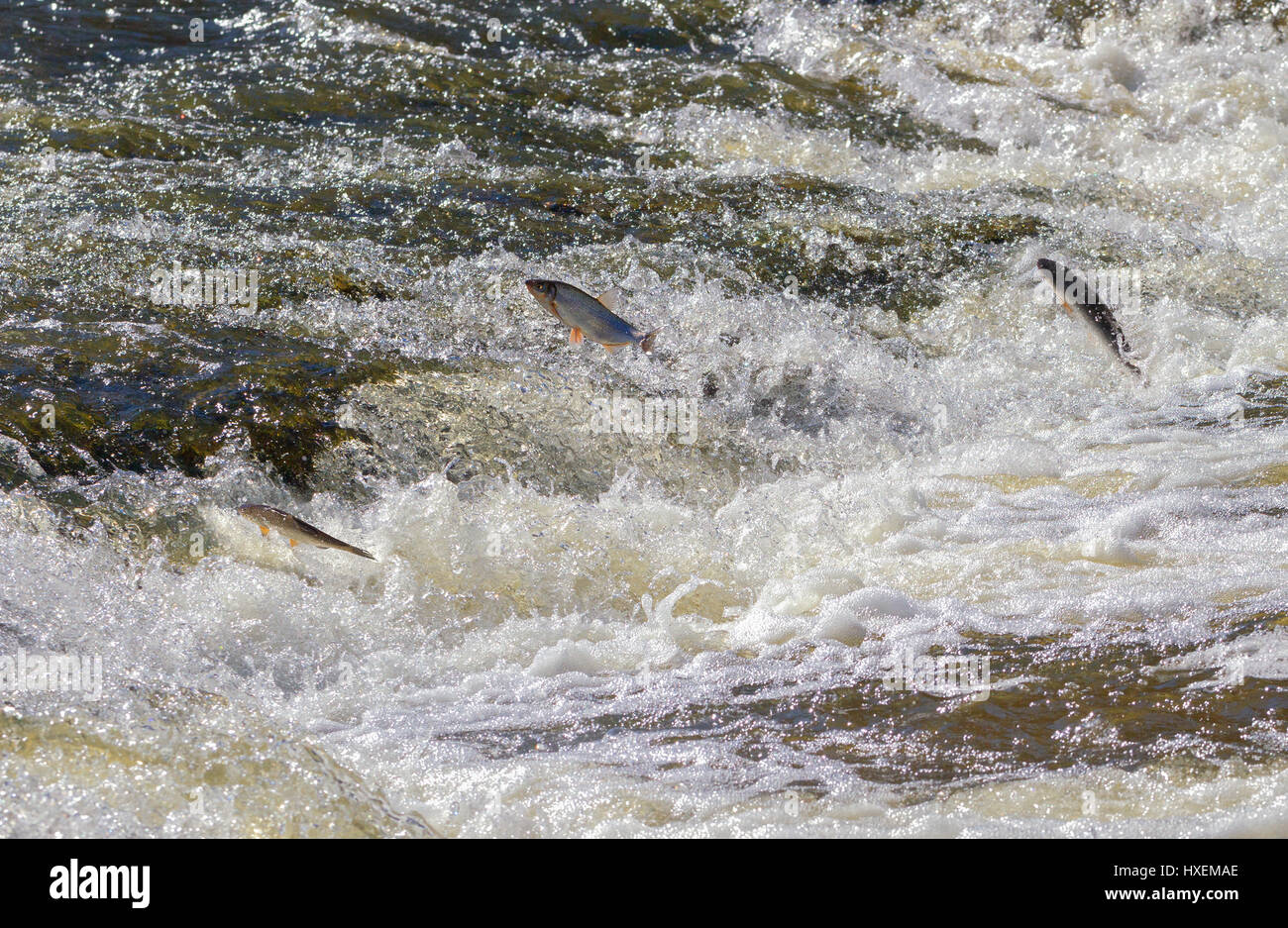 Fish jumping up in waterfall and going upstream for spawning. Stock Photo