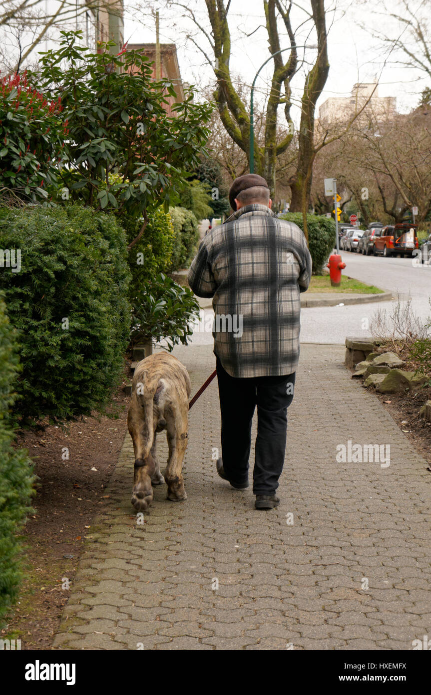 Man walking a large dog along a sidewalk in the downtown West End neighborhood of Vancouver, British Columbia, Canada Stock Photo