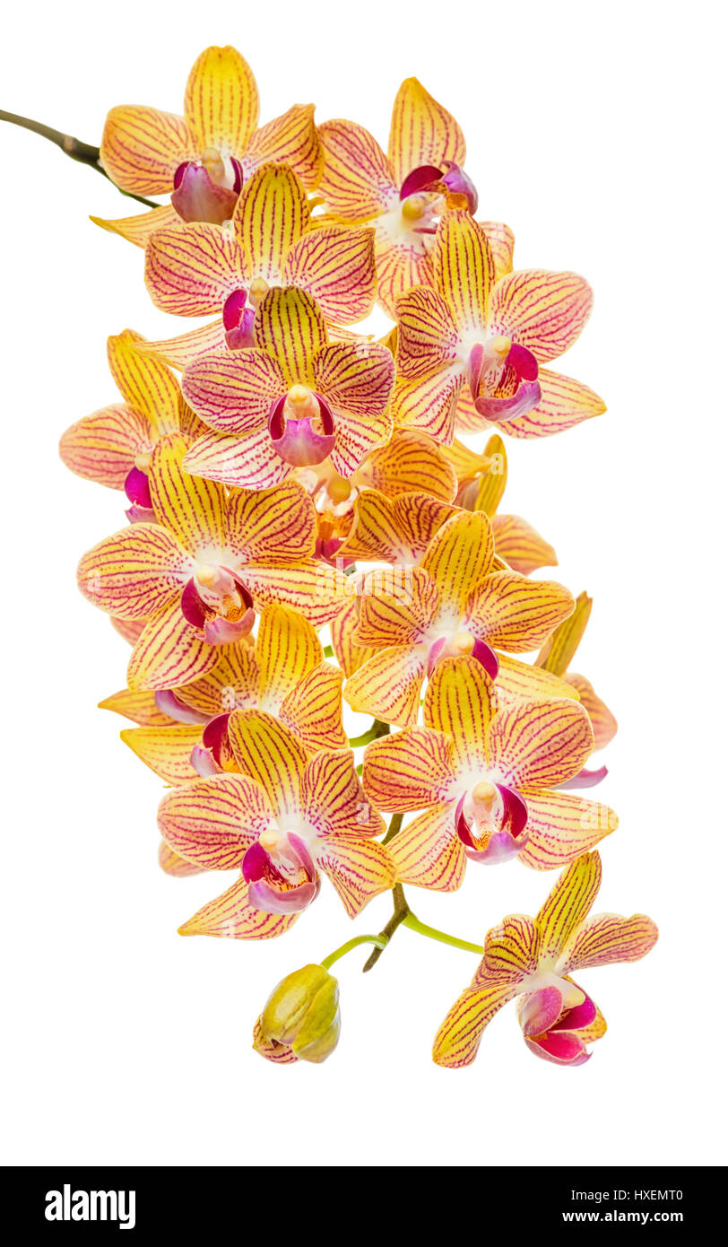 blooming twig of abundant striped orange orchid, phalaenopsis is isolated on background, close up, make up Stock Photo
