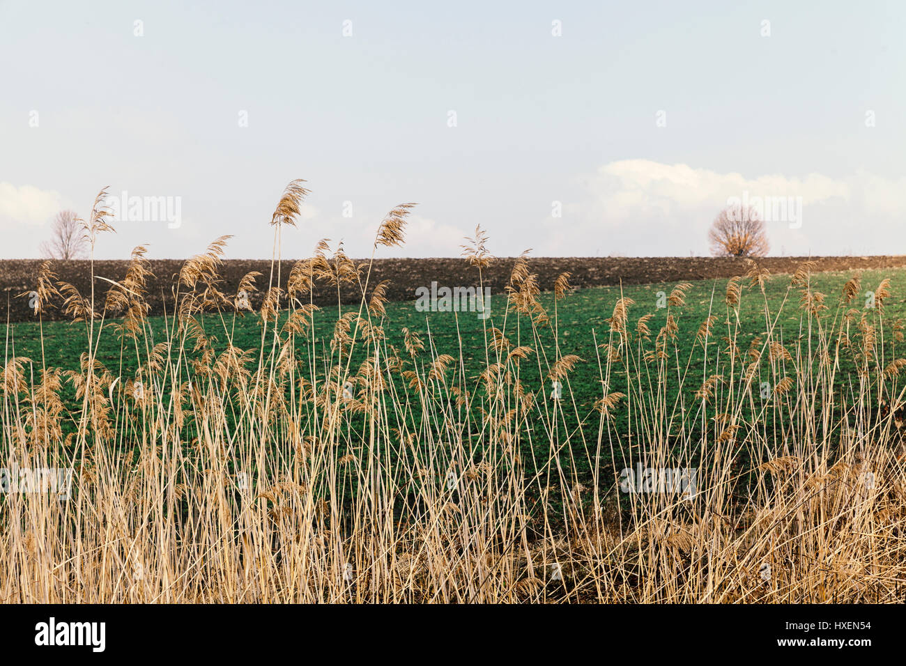Fields And Meadows in late winter Stock Photo